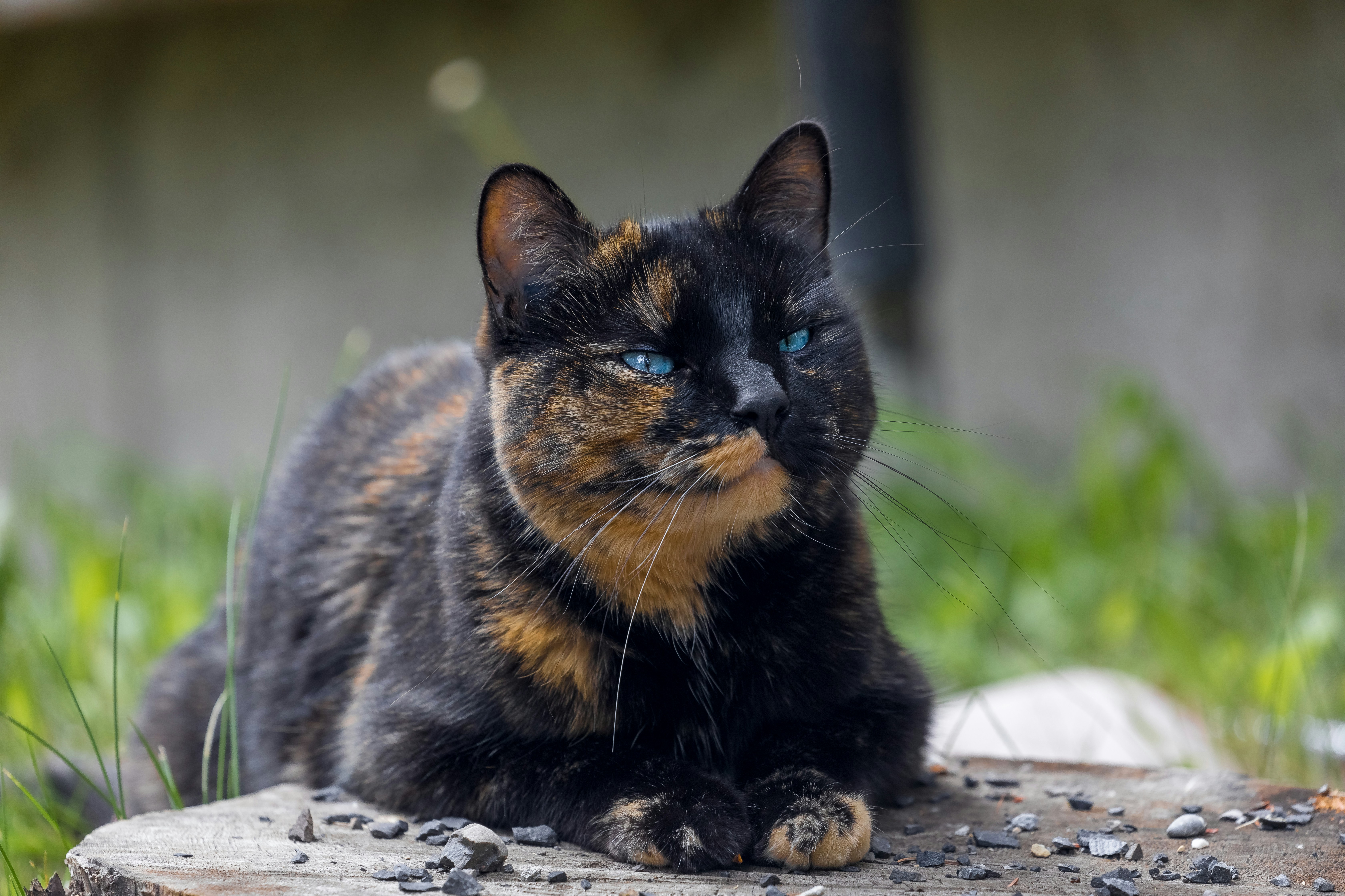 Gracy the cat