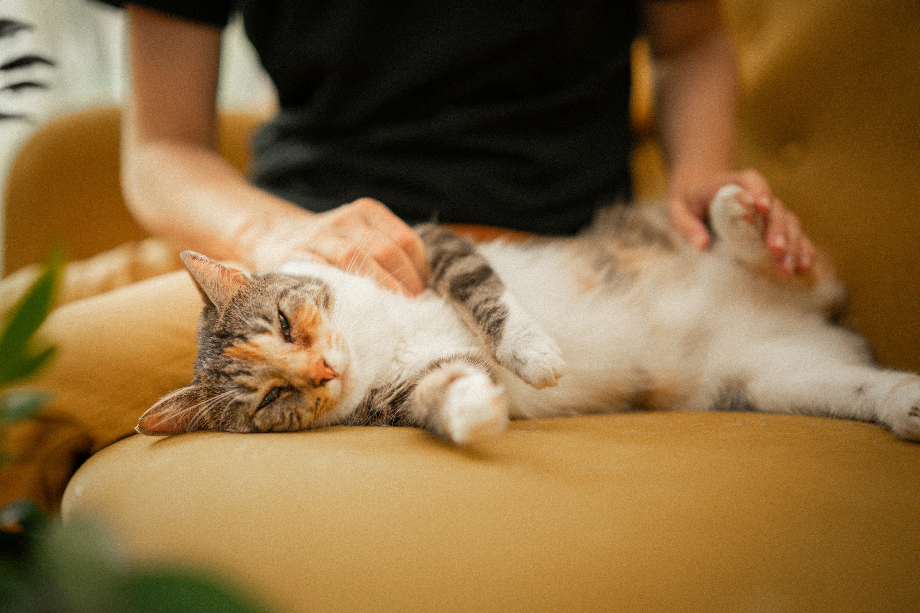 Happy cat sleeping